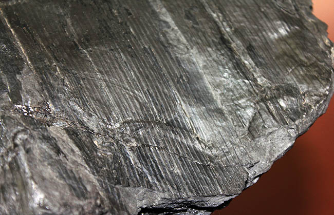 象徴的な縦線の保存状態が抜群！節も観察できる！古生代石炭紀の巨木、カラミテスの樹皮の上質化石（その9）