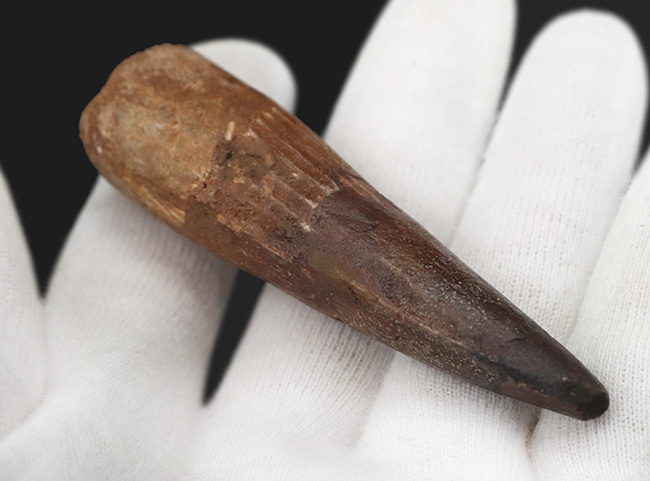 美形！史上最大級の獣脚類の一つ、アフリカの王者、スピノサウルス