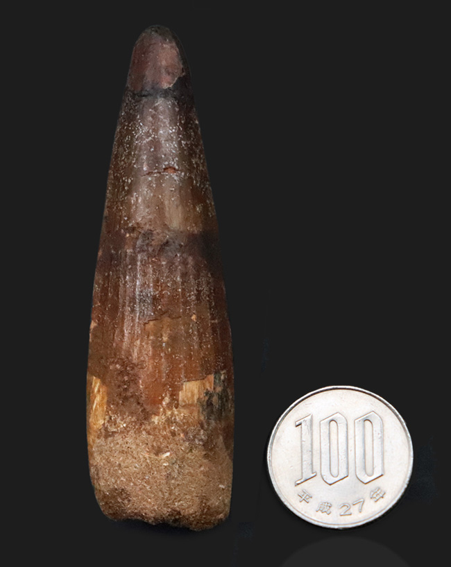 美形！史上最大級の獣脚類の一つ、アフリカの王者、スピノサウルス