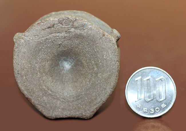 レア!巨大な眼を有していたことで知られるオフタルモサウルス(Ophthalmosaurus sp.)の脊椎骨の化石。(その10)
