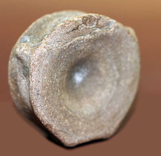 レア!巨大な眼を有していたことで知られるオフタルモサウルス(Ophthalmosaurus sp.)の脊椎骨の化石。(その2)