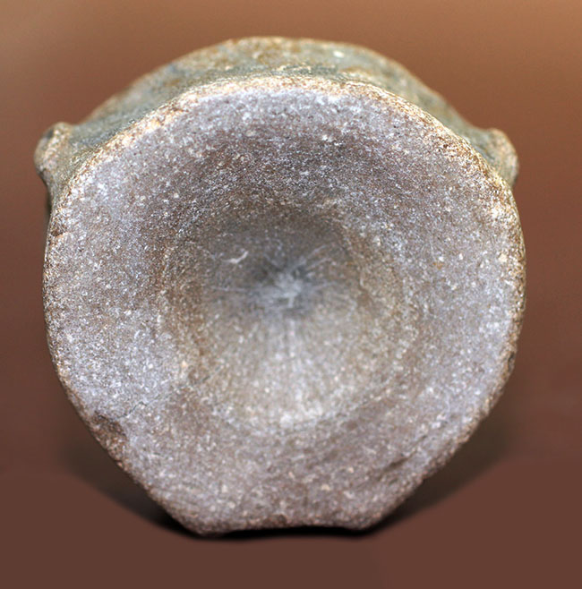 レア!巨大な眼を有していたことで知られるオフタルモサウルス(Ophthalmosaurus sp.)の脊椎骨の化石。(その4)