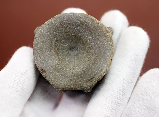 レア!巨大な眼を有していたことで知られるオフタルモサウルス(Ophthalmosaurus sp.)の脊椎骨の化石。(その5)