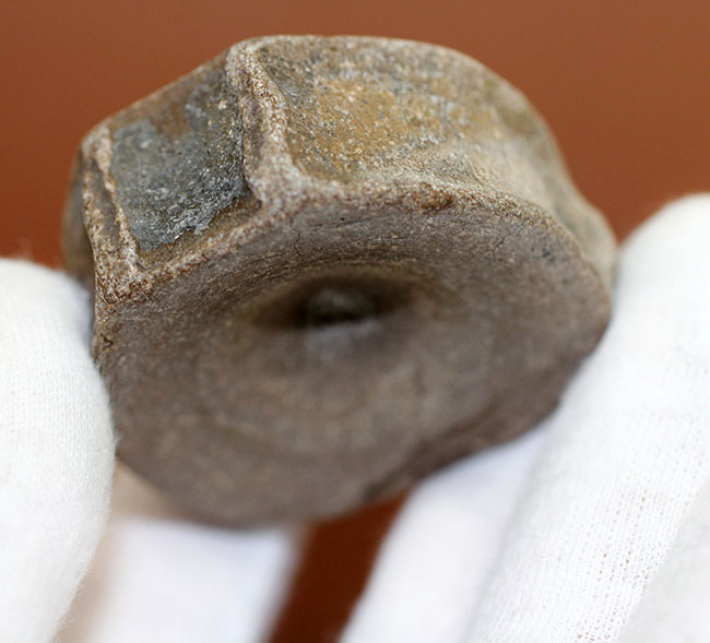 レア!巨大な眼を有していたことで知られるオフタルモサウルス(Ophthalmosaurus sp.)の脊椎骨の化石。(その6)
