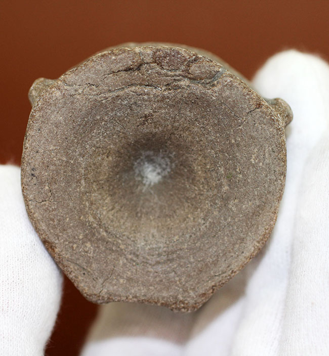 レア!巨大な眼を有していたことで知られるオフタルモサウルス(Ophthalmosaurus sp.)の脊椎骨の化石。(その8)