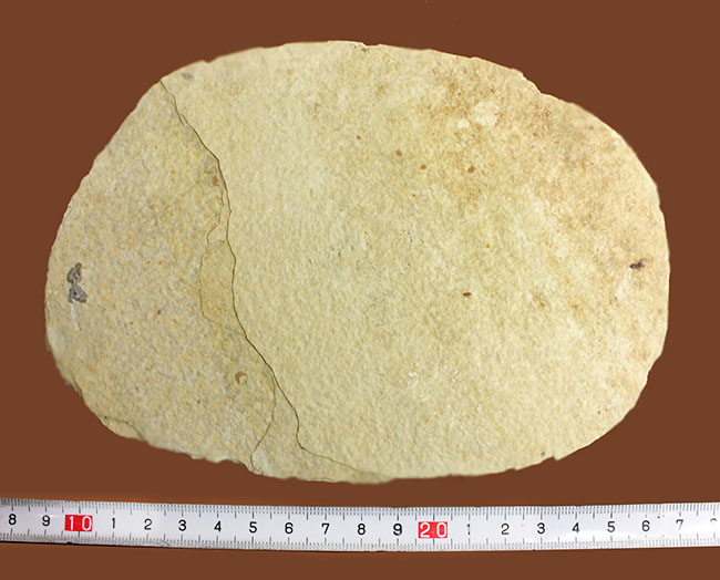 美しい石灰岩の３匹のナイティア（Knightia sp.）がバランスよく浮かんだマルチプレート標本。米国ワイオミング州グリーンリバー層。（その13）