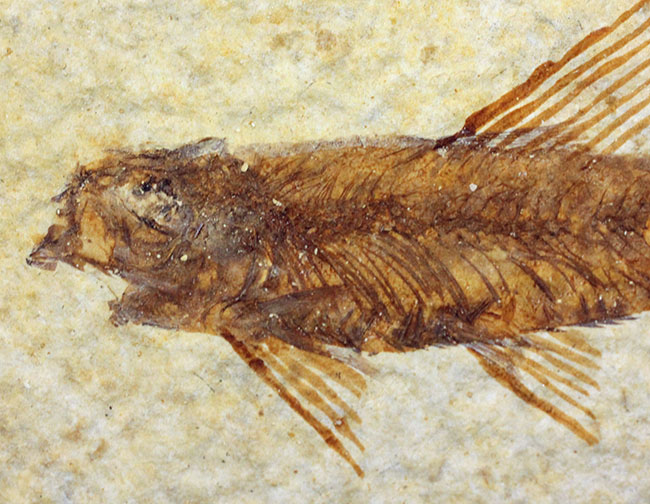 ナイティア化石 (新生代第三紀始新世)