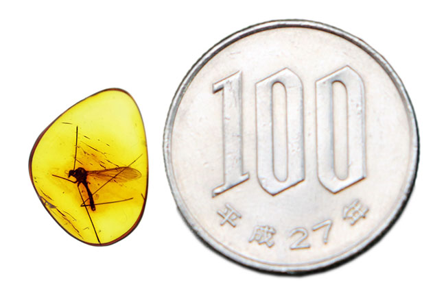 明瞭なシルエットとして浮かび上がるレアなヒメガガンボ科の虫を内包したバルト海産琥珀(Amber)(その10)