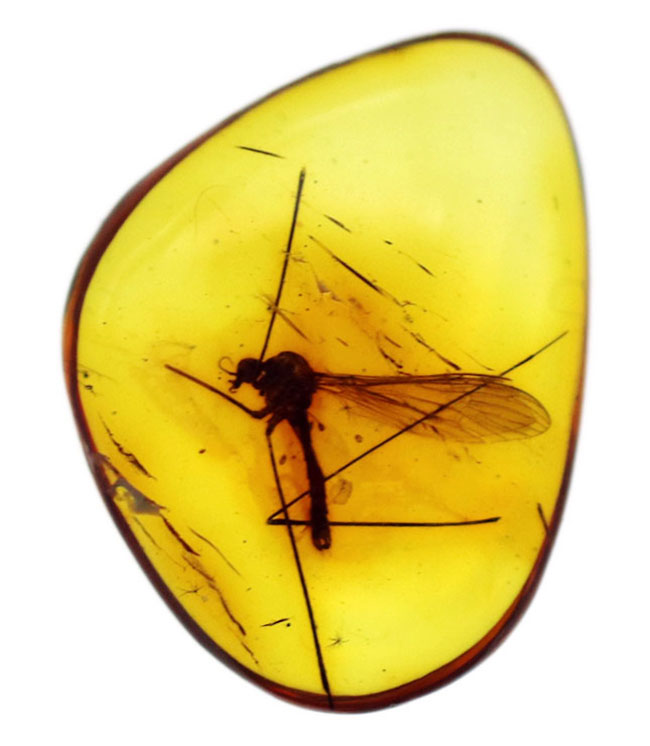 明瞭なシルエットとして浮かび上がるレアなヒメガガンボ科の虫を内包したバルト海産琥珀(Amber)(その2)