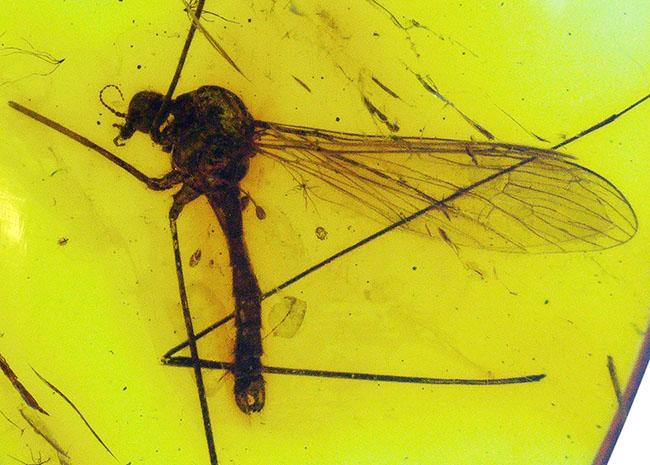 明瞭なシルエットとして浮かび上がるレアなヒメガガンボ科の虫を内包したバルト海産琥珀(Amber)(その3)