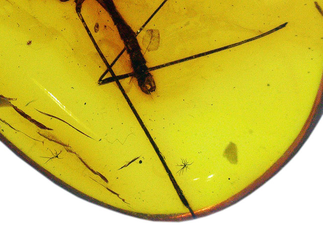 明瞭なシルエットとして浮かび上がるレアなヒメガガンボ科の虫を内包したバルト海産琥珀（Amber）（その4）
