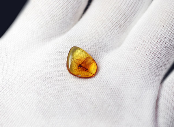 明瞭なシルエットとして浮かび上がるレアなヒメガガンボ科の虫を内包したバルト海産琥珀(Amber)(その5)