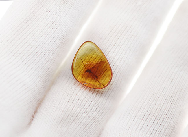 明瞭なシルエットとして浮かび上がるレアなヒメガガンボ科の虫を内包したバルト海産琥珀（Amber）（その6）