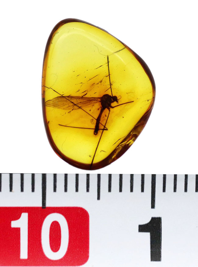 明瞭なシルエットとして浮かび上がるレアなヒメガガンボ科の虫を内包したバルト海産琥珀（Amber）（その8）