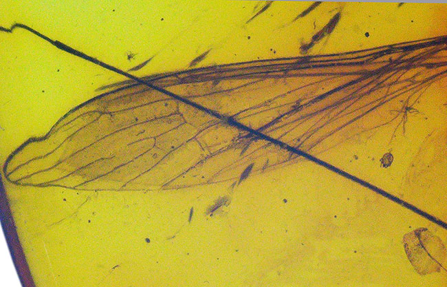 明瞭なシルエットとして浮かび上がるレアなヒメガガンボ科の虫を内包したバルト海産琥珀（Amber）（その9）
