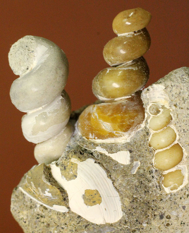展示ケース付き。新生代中新世、岐阜県瑞浪市産のツリテラ（Turritella sp.）の化石。３個体見られます。（その1）