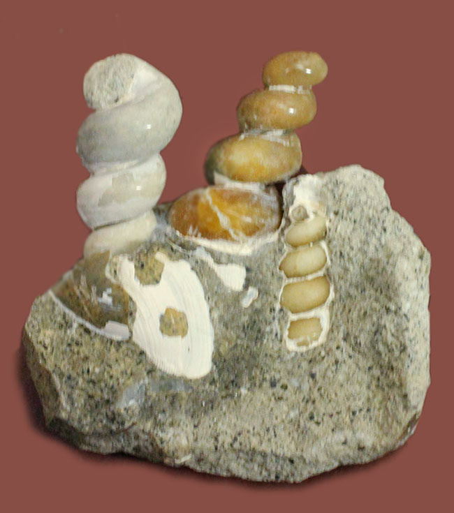展示ケース付き。新生代中新世、岐阜県瑞浪市産のツリテラ（Turritella sp.）の化石。３個体見られます。（その2）