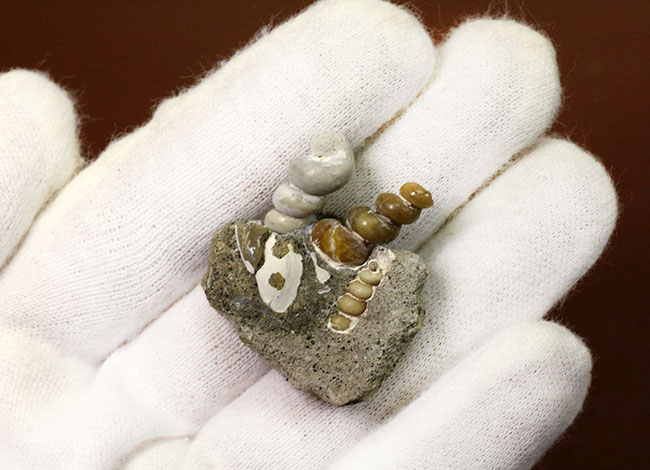 展示ケース付き。新生代中新世、岐阜県瑞浪市産のツリテラ(Turritella sp.)の化石。3個体見られます。(その3)