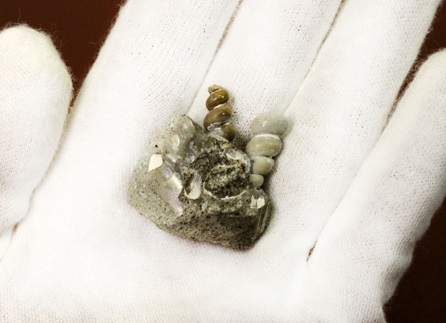 展示ケース付き。新生代中新世、岐阜県瑞浪市産のツリテラ(Turritella sp.)の化石。3個体見られます。(その4)