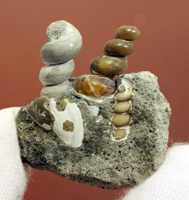 展示ケース付き。新生代中新世、岐阜県瑞浪市産のツリテラ（Turritella sp.）の化石。３個体見られます。（その5）