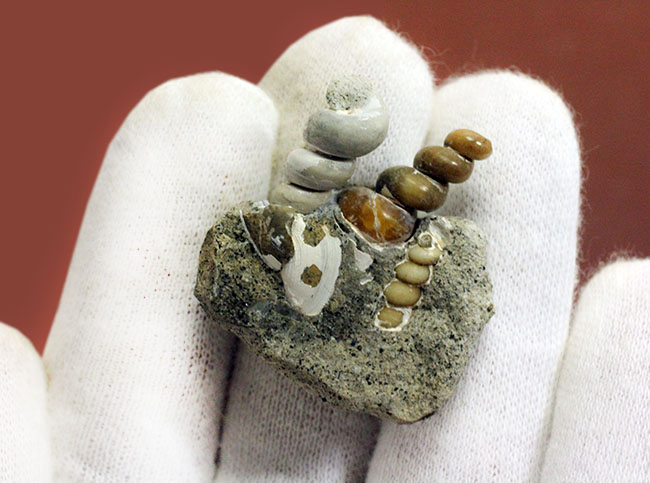 展示ケース付き。新生代中新世、岐阜県瑞浪市産のツリテラ(Turritella sp.)の化石。3個体見られます。(その6)