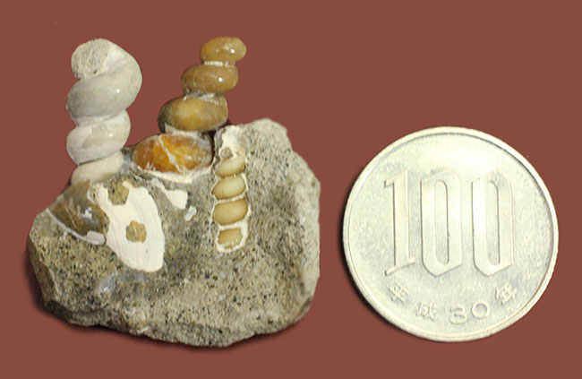 展示ケース付き。新生代中新世、岐阜県瑞浪市産のツリテラ（Turritella sp.）の化石。３個体見られます。（その7）