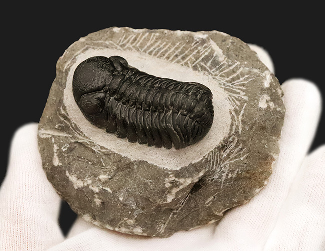 数百体に1点といっても、全く過言ではない、凄まじい複眼の保存状態を誇る、モロッコ・デボン紀層から採集された三葉虫、ペディノパリオプス（Pedinopariops）（その12）