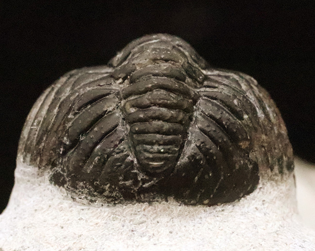 数百体に1点といっても、全く過言ではない、凄まじい複眼の保存状態を誇る、モロッコ・デボン紀層から採集された三葉虫、ペディノパリオプス（Pedinopariops）（その13）