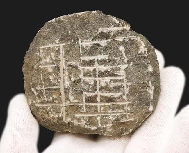 数百体に1点といっても、全く過言ではない、凄まじい複眼の保存状態を誇る、モロッコ・デボン紀層から採集された三葉虫、ペディノパリオプス（Pedinopariops）（その14）