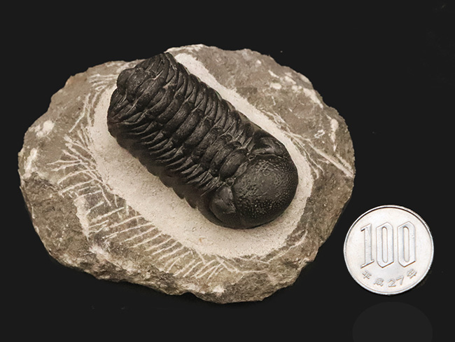 数百体に1点といっても、全く過言ではない、凄まじい複眼の保存状態を誇る、モロッコ・デボン紀層から採集された三葉虫、ペディノパリオプス（Pedinopariops）（その16）