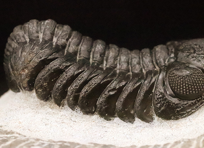 数百体に1点といっても、全く過言ではない、凄まじい複眼の保存状態を誇る、モロッコ・デボン紀層から採集された三葉虫、ペディノパリオプス（Pedinopariops）（その2）