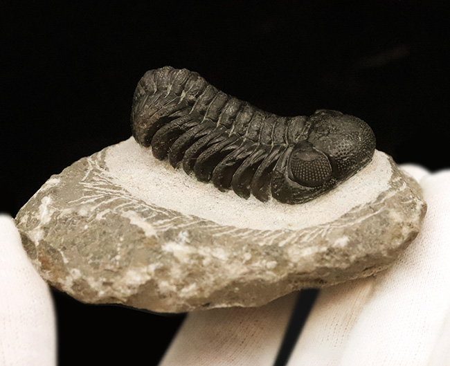 数百体に1点といっても、全く過言ではない、凄まじい複眼の保存状態を誇る、モロッコ・デボン紀層から採集された三葉虫、ペディノパリオプス（Pedinopariops）（その3）