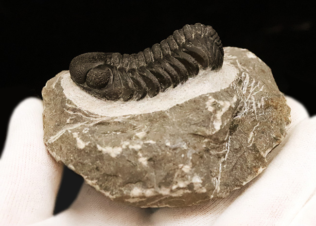 数百体に1点といっても、全く過言ではない、凄まじい複眼の保存状態を誇る、モロッコ・デボン紀層から採集された三葉虫、ペディノパリオプス（Pedinopariops）（その4）