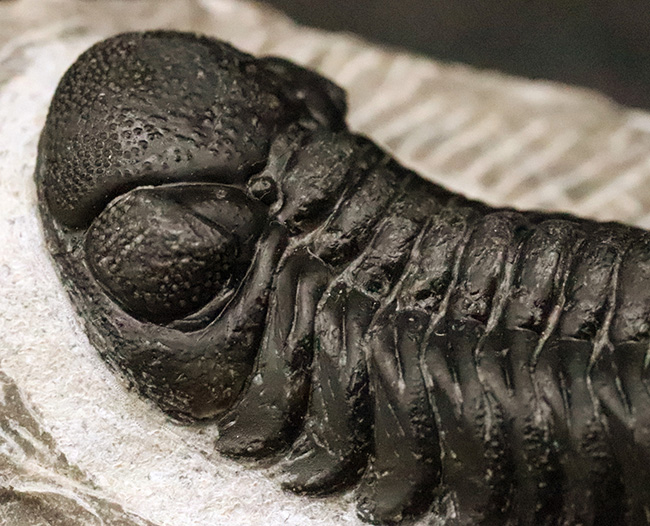 数百体に1点といっても、全く過言ではない、凄まじい複眼の保存状態を誇る、モロッコ・デボン紀層から採集された三葉虫、ペディノパリオプス（Pedinopariops）（その5）