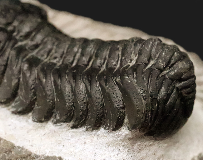 数百体に1点といっても、全く過言ではない、凄まじい複眼の保存状態を誇る、モロッコ・デボン紀層から採集された三葉虫、ペディノパリオプス（Pedinopariops）（その6）