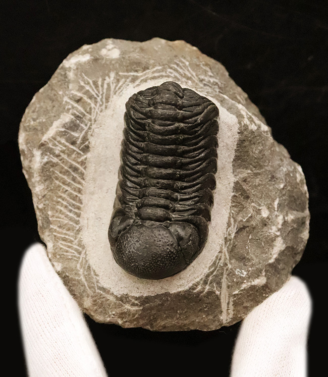 数百体に1点といっても、全く過言ではない、凄まじい複眼の保存状態を誇る、モロッコ・デボン紀層から採集された三葉虫、ペディノパリオプス（Pedinopariops）（その7）