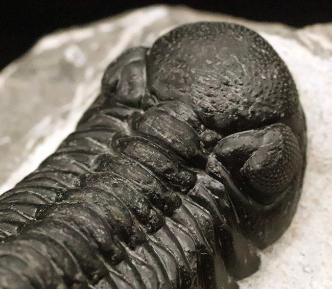 数百体に1点といっても、全く過言ではない、凄まじい複眼の保存状態を誇る、モロッコ・デボン紀層から採集された三葉虫、ペディノパリオプス（Pedinopariops）（その8）