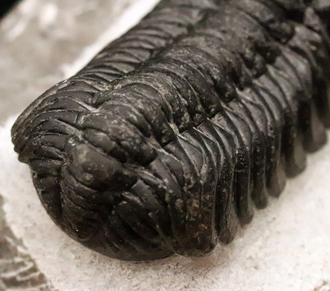 数百体に1点といっても、全く過言ではない、凄まじい複眼の保存状態を誇る、モロッコ・デボン紀層から採集された三葉虫、ペディノパリオプス（Pedinopariops）（その9）