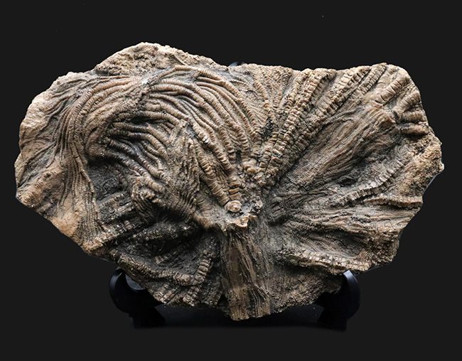 驚くべき保存状態！立体的に保存された触手にご注目！イングランド・ウェットビー産の希少なウミユリ、ペンタクリナイト（Pentacrinites）の上質化石（その1）