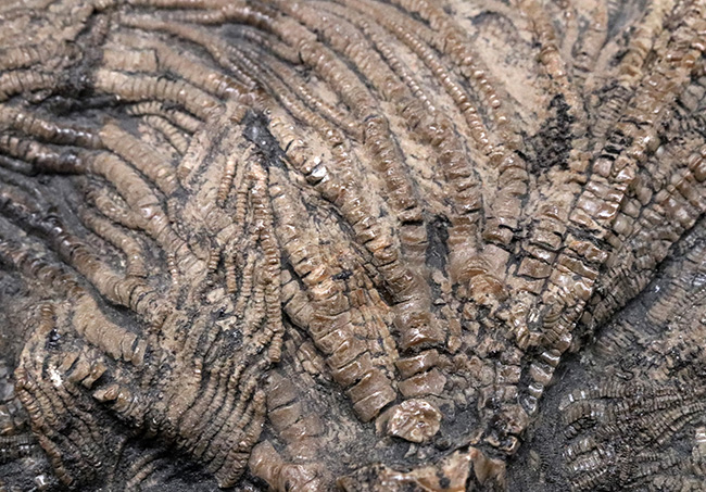 驚くべき保存状態！立体的に保存された触手にご注目！イングランド・ウェットビー産の希少なウミユリ、ペンタクリナイト（Pentacrinites）の上質化石（その10）