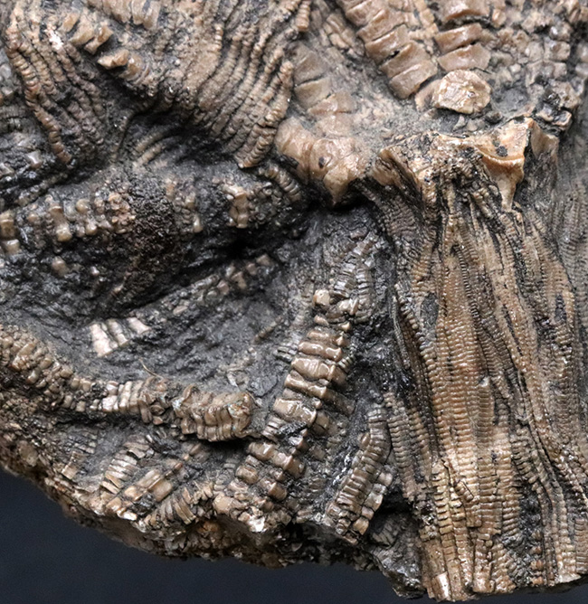 驚くべき保存状態！立体的に保存された触手にご注目！イングランド・ウェットビー産の希少なウミユリ、ペンタクリナイト（Pentacrinites）の上質化石（その11）