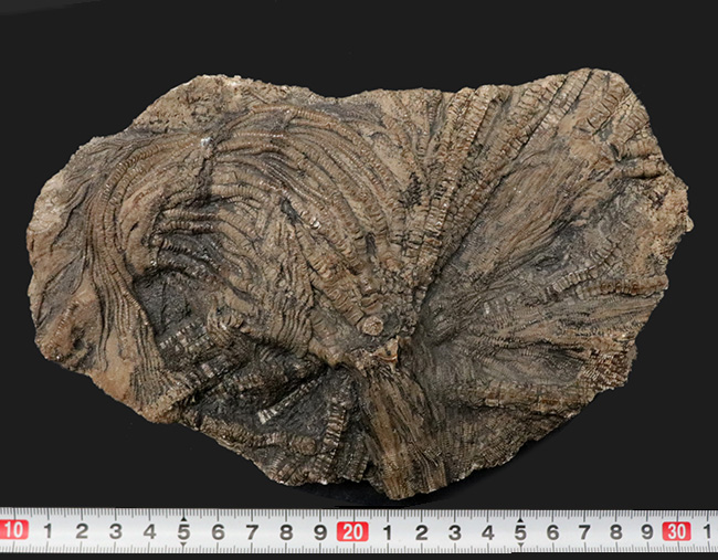 驚くべき保存状態！立体的に保存された触手にご注目！イングランド・ウェットビー産の希少なウミユリ、ペンタクリナイト（Pentacrinites）の上質化石（その12）