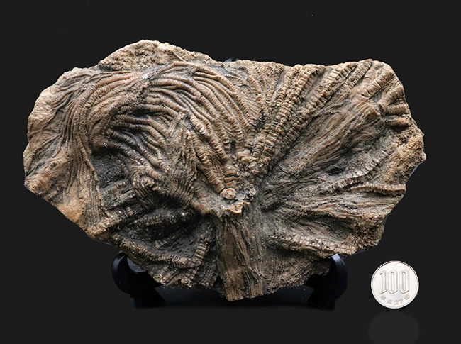 驚くべき保存状態！立体的に保存された触手にご注目！イングランド・ウェットビー産の希少なウミユリ、ペンタクリナイト（Pentacrinites）の上質化石（その13）