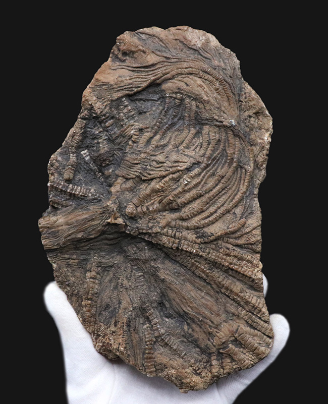 驚くべき保存状態！立体的に保存された触手にご注目！イングランド・ウェットビー産の希少なウミユリ、ペンタクリナイト（Pentacrinites）の上質化石（その2）