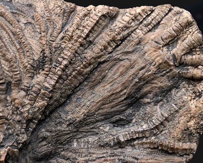 驚くべき保存状態！立体的に保存された触手にご注目！イングランド・ウェットビー産の希少なウミユリ、ペンタクリナイト（Pentacrinites）の上質化石（その3）