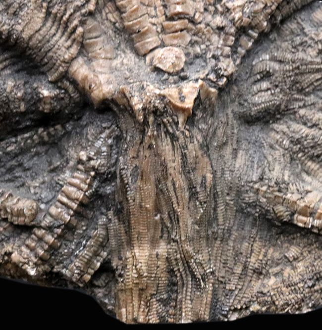 驚くべき保存状態！立体的に保存された触手にご注目！イングランド・ウェットビー産の希少なウミユリ、ペンタクリナイト（Pentacrinites）の上質化石（その4）