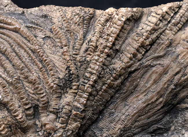 驚くべき保存状態！立体的に保存された触手にご注目！イングランド・ウェットビー産の希少なウミユリ、ペンタクリナイト（Pentacrinites）の上質化石（その5）