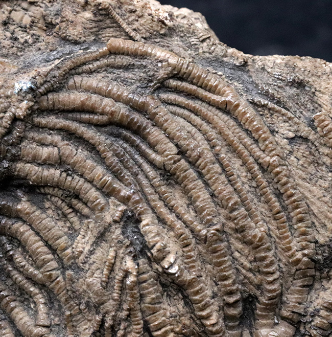 驚くべき保存状態！立体的に保存された触手にご注目！イングランド・ウェットビー産の希少なウミユリ、ペンタクリナイト（Pentacrinites）の上質化石（その6）