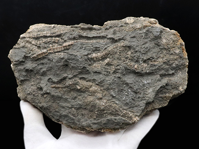 驚くべき保存状態！立体的に保存された触手にご注目！イングランド・ウェットビー産の希少なウミユリ、ペンタクリナイト（Pentacrinites）の上質化石（その7）