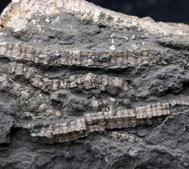驚くべき保存状態！立体的に保存された触手にご注目！イングランド・ウェットビー産の希少なウミユリ、ペンタクリナイト（Pentacrinites）の上質化石（その8）